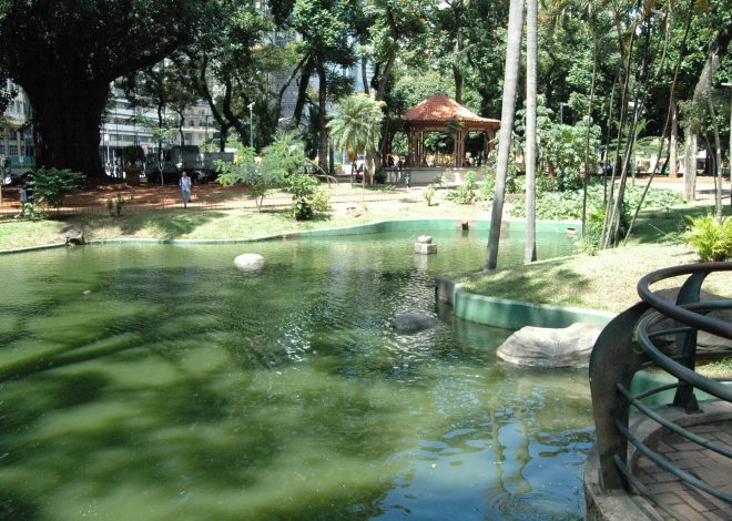 OcupaCão da Praça da República: cãezinhos e seus tutores se unem para pedir um espaço pet no local
