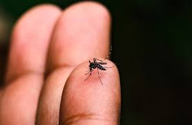 Epidemia de Dengue no Brasil: Repelentes Mais Eficazes e Cuidados com Asma no Outono